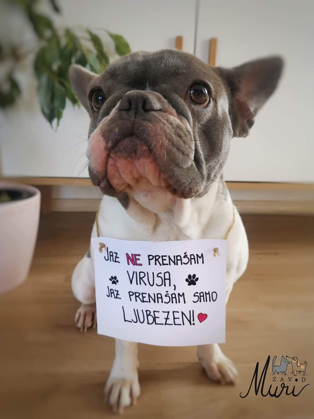 ZAVOD MURI OBVEŠČA – NE POZABITE NA ŽIVALI!